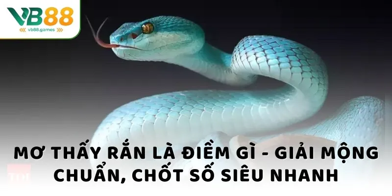 Mơ thấy rắn là điềm gì - Giải mộng chuẩn, chốt số siêu nhanh 2 Mơ thấy rắn là điềm gì? Thông điệp giải mộng chung